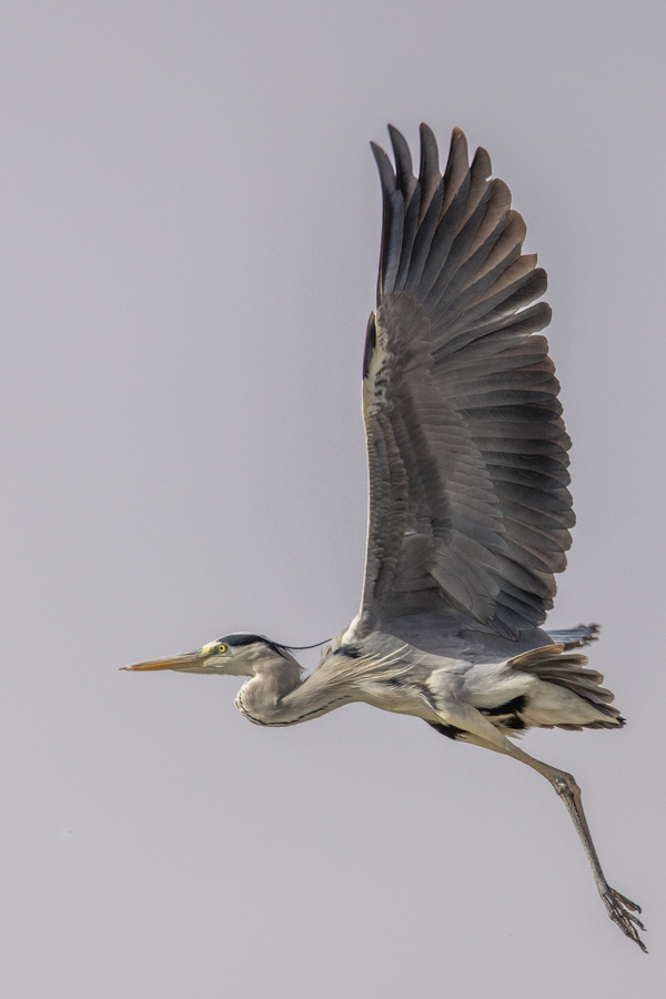 Blue Heron