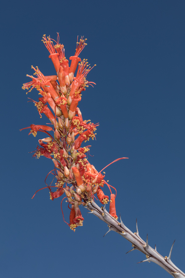 Ocotillo Red