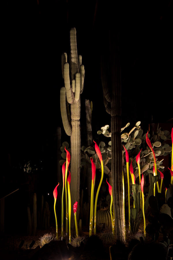 Saguaro in Flames