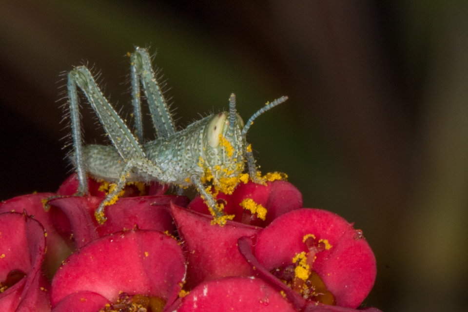 L:ittle Grasshopper