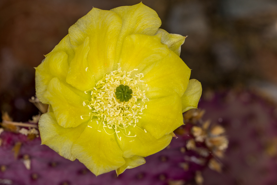 Yellow on Purple