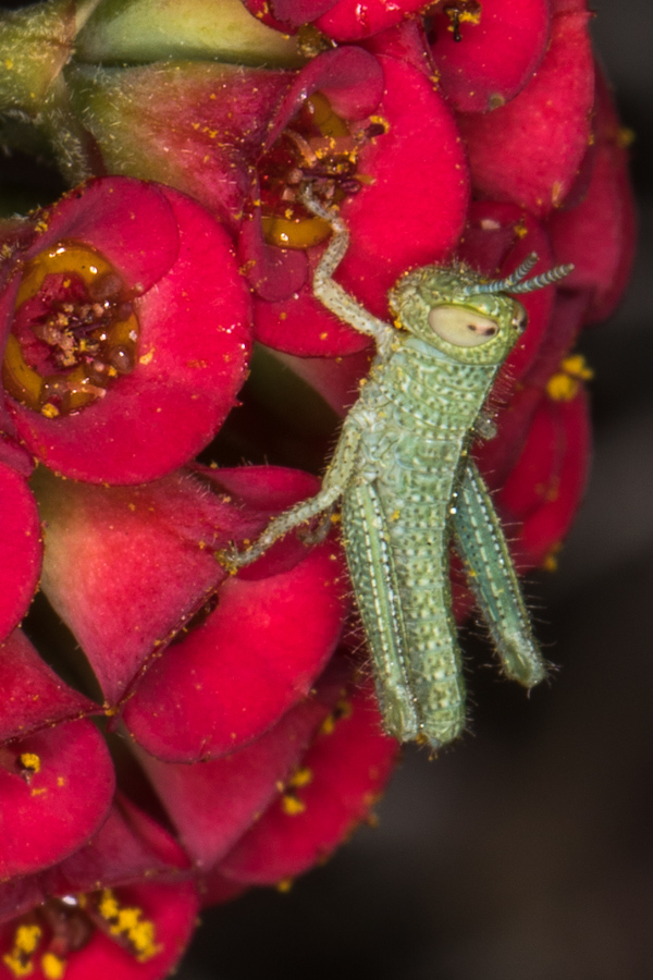 Tiny Grasshopper