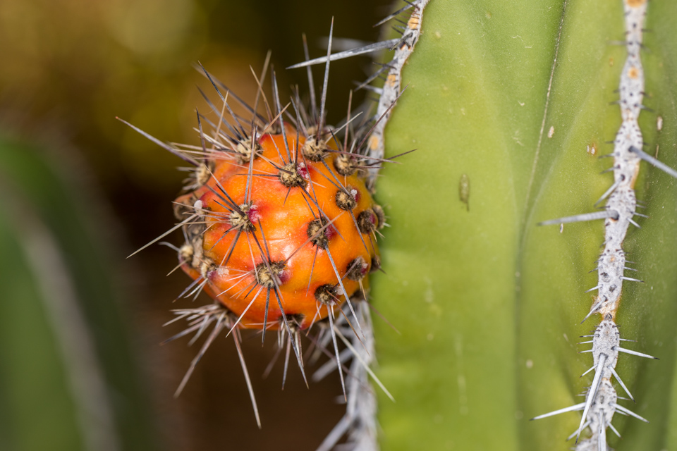 Cactus Fruit