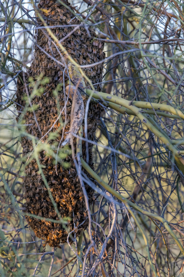 Yikes, Bees!!