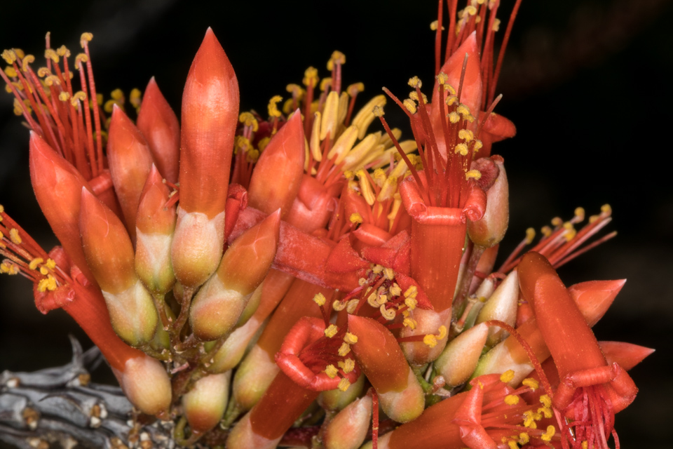 Red Bunch