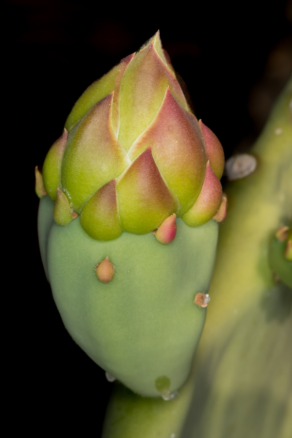 Cactus Bud