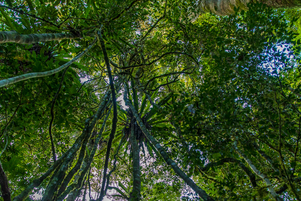 Primary Forest