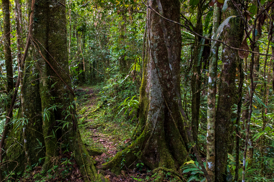 Forest Path