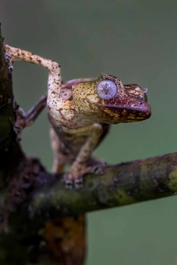 Little Gecko
