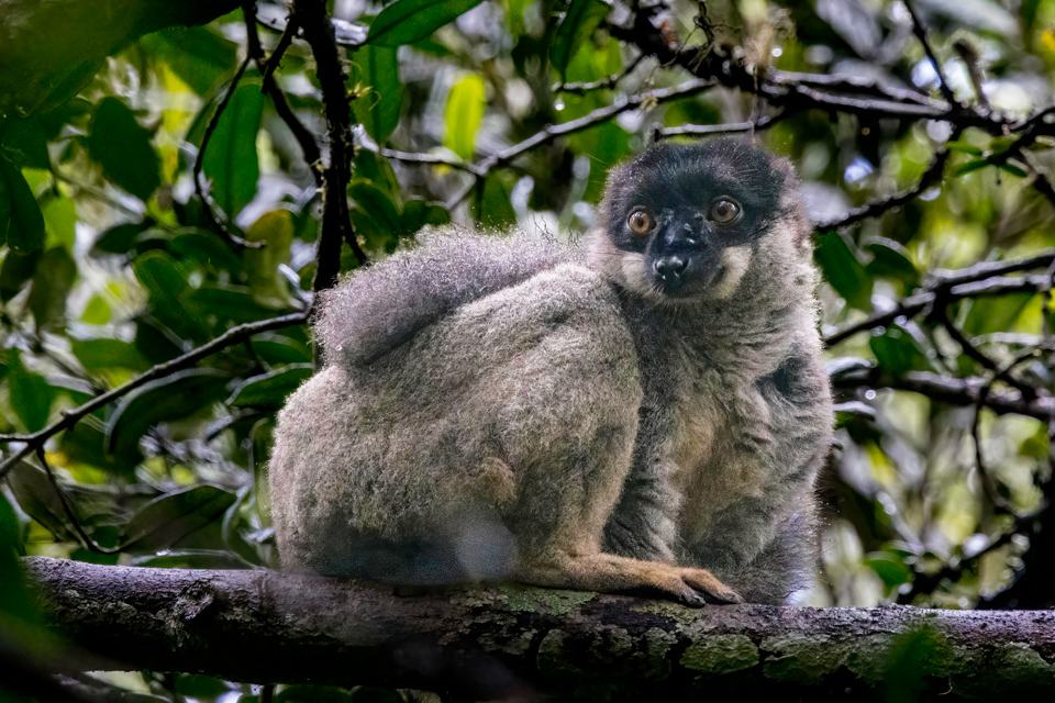 Wet Lemur