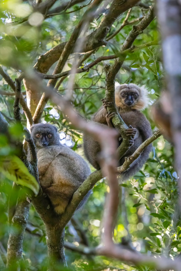 Lemur Couple