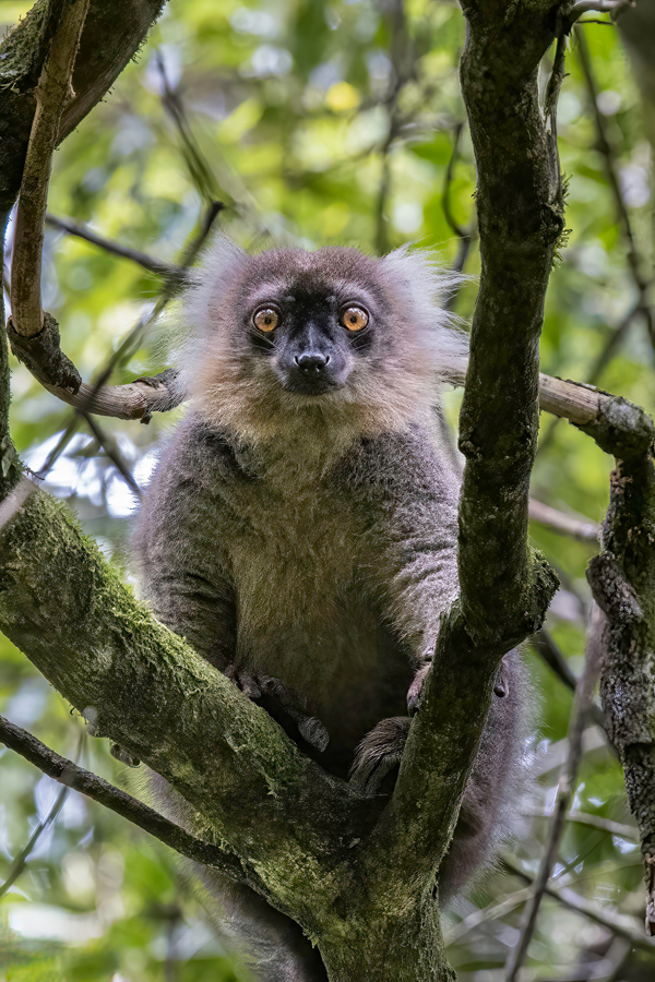 Curious Lemur