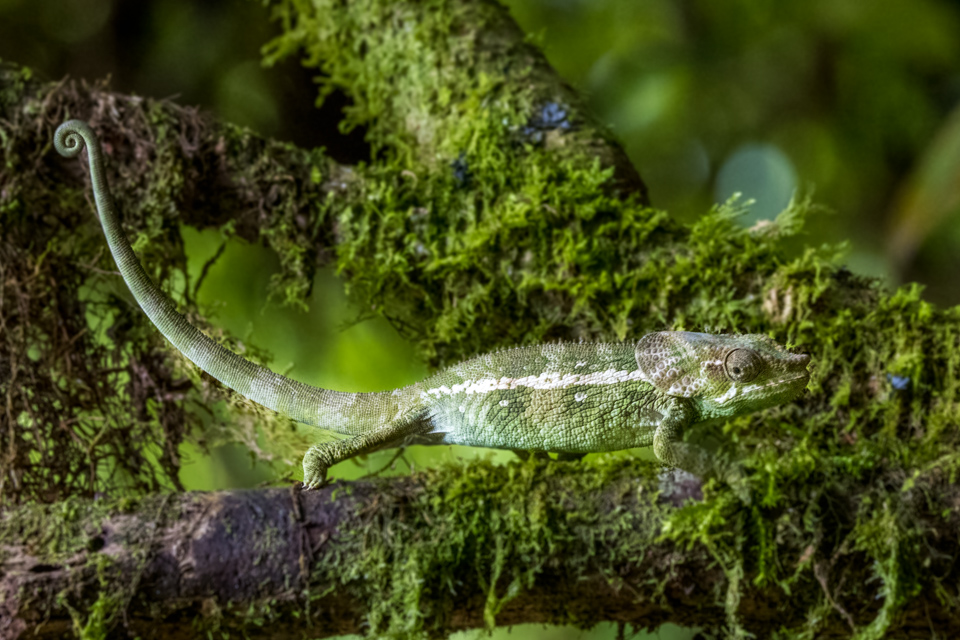 Green Reptile