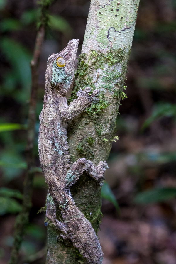 Great Camo