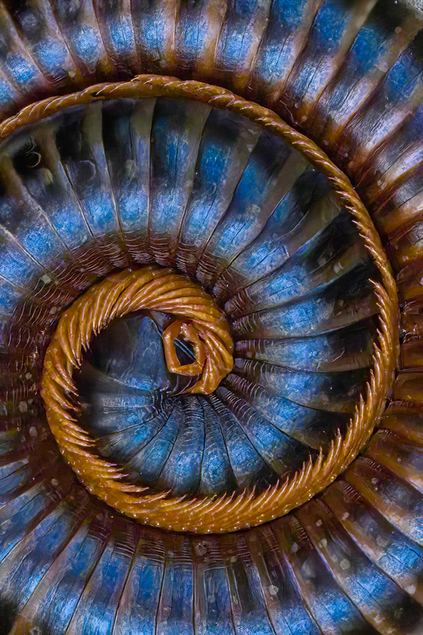 Spiral Legs