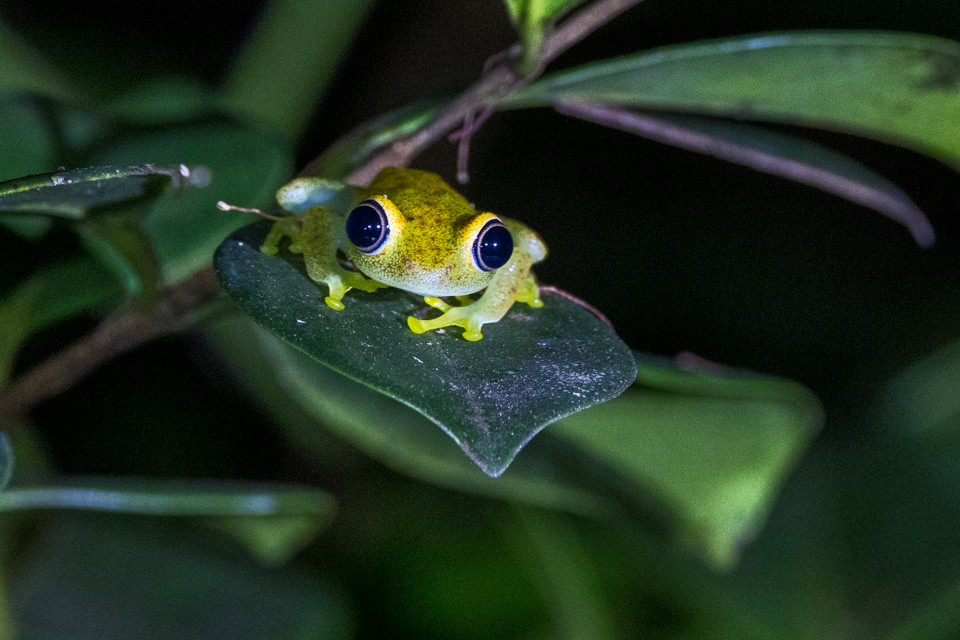 Night Frog