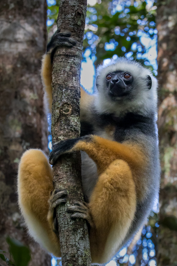 Tree Sifaka 