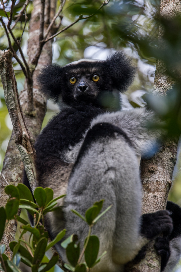 Indri 
