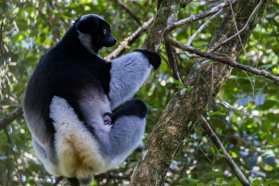 Baby Lemur