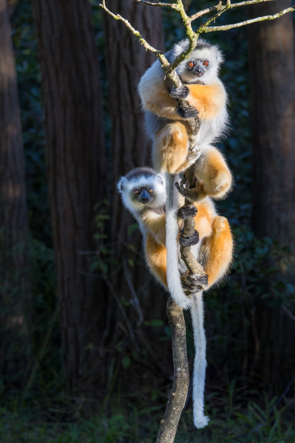 This is My Tree
