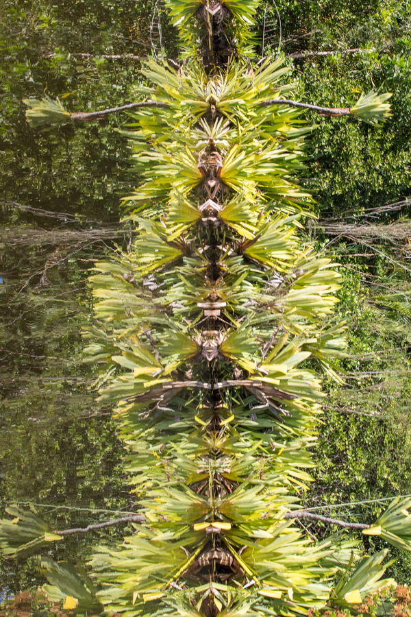 Swamp