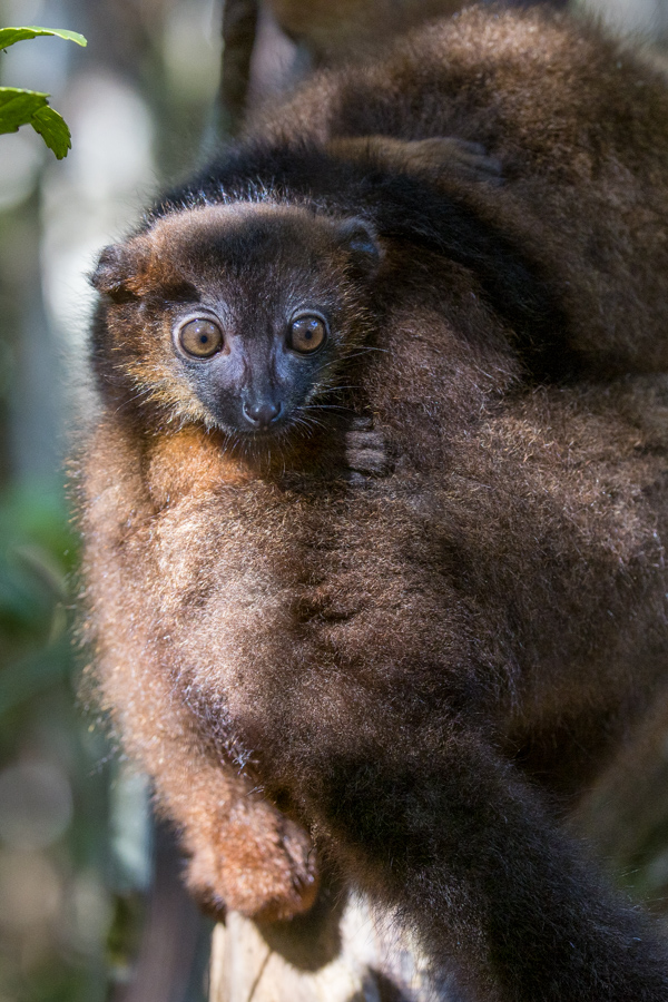 Little Lemur