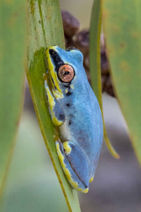 Tree Jewel