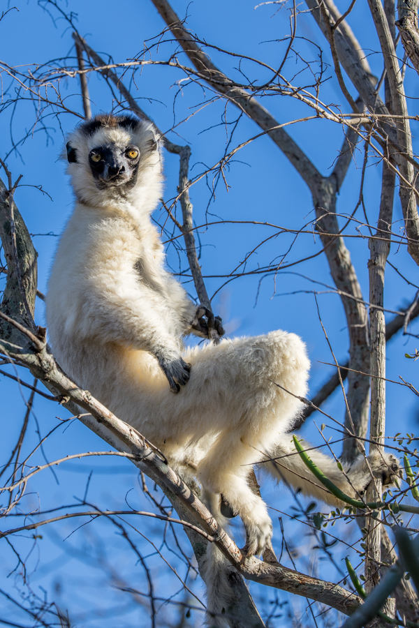 Sitting in a Tree