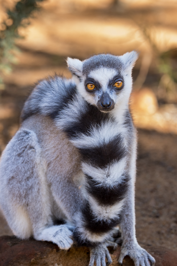 Posh Lemur