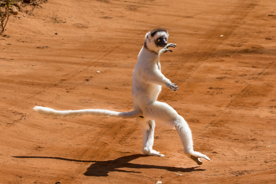 Dancing Lemur