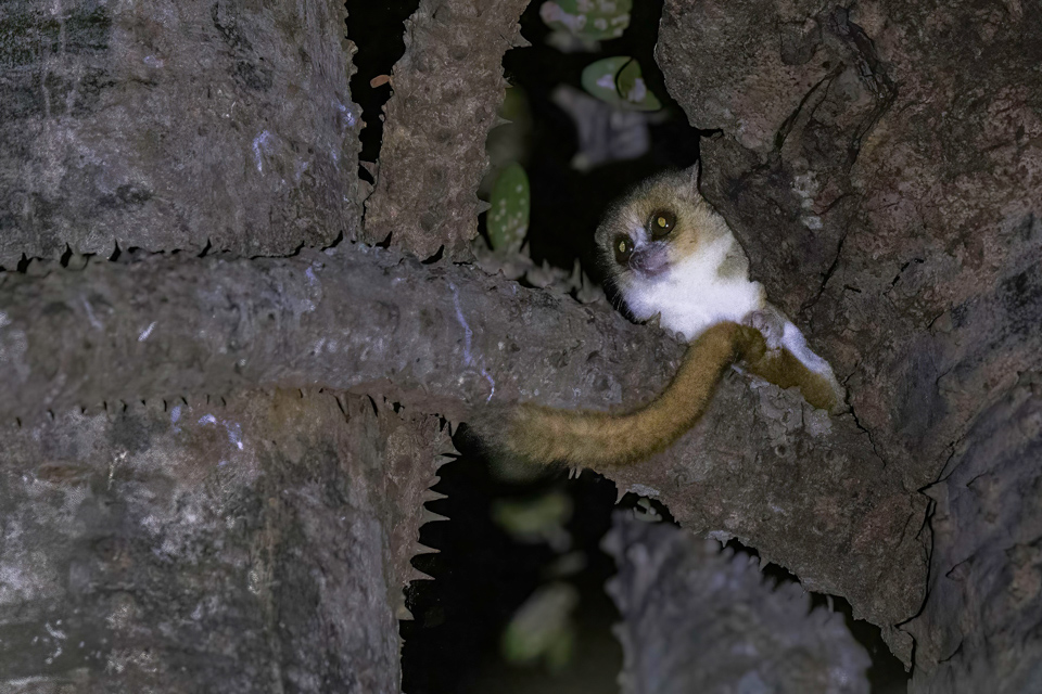 Smallest Lemur