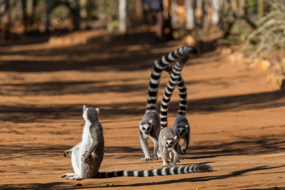 Lemur Gang