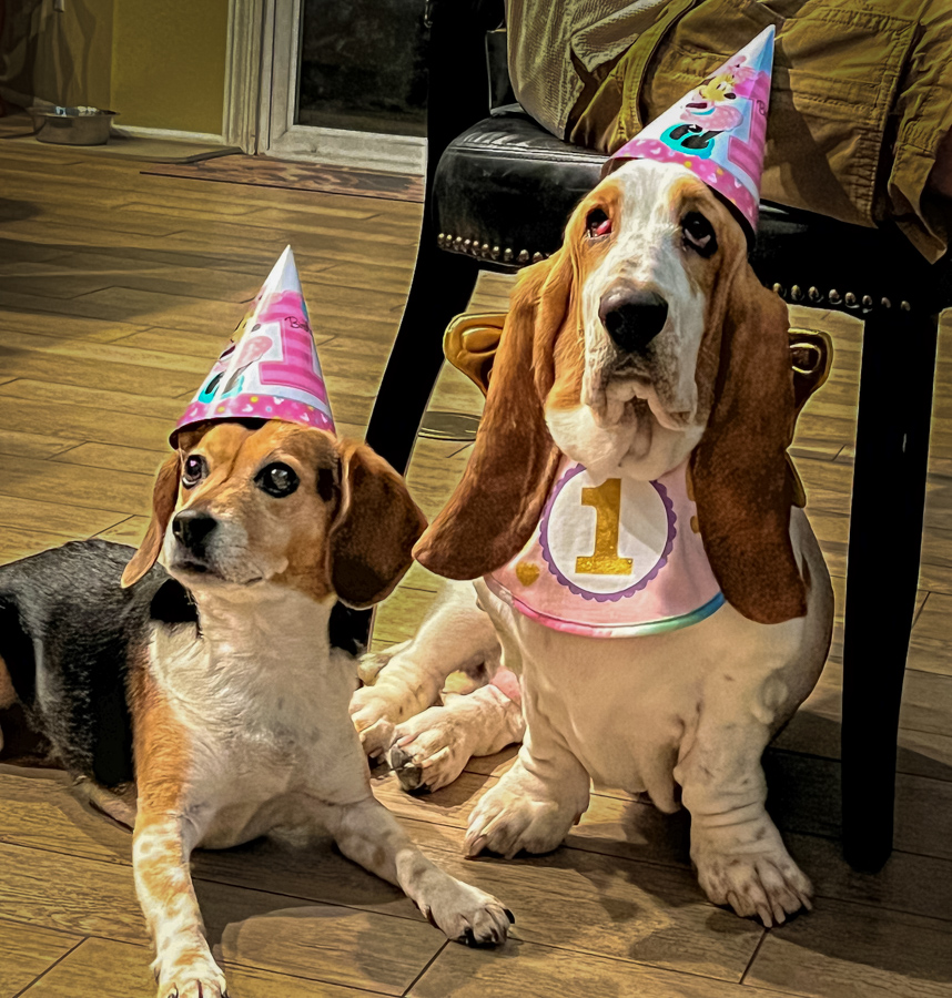  Hound Sisters