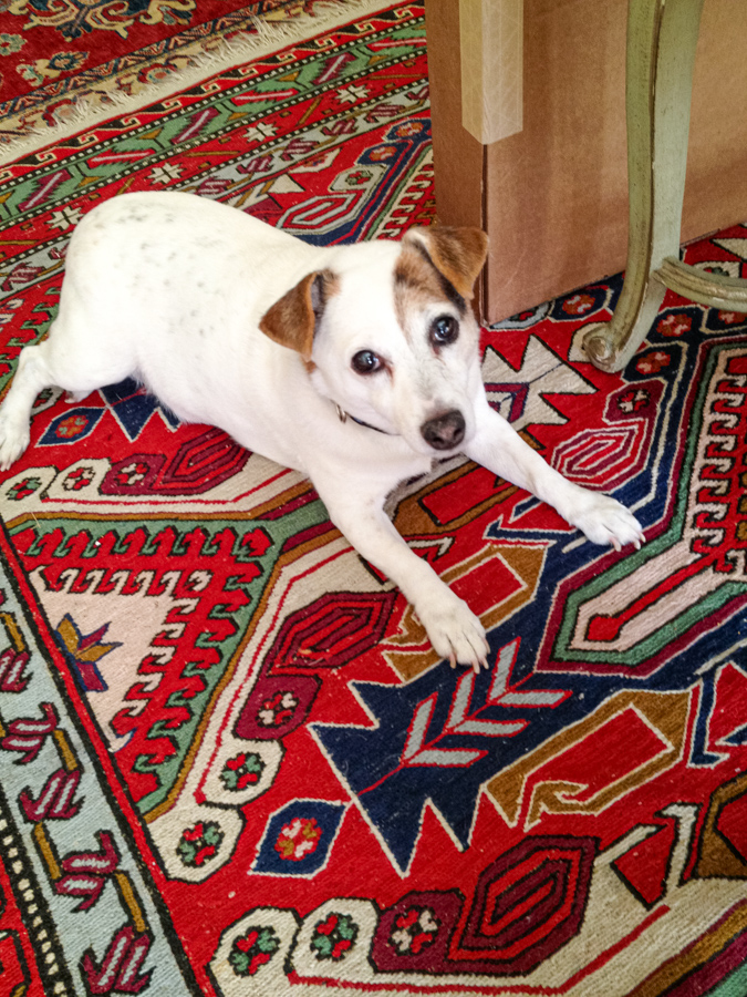 Sweetpea on Rugs