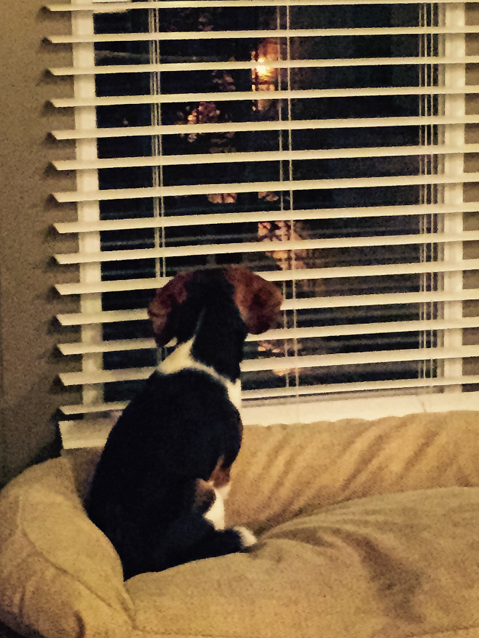 View Through the Blinds