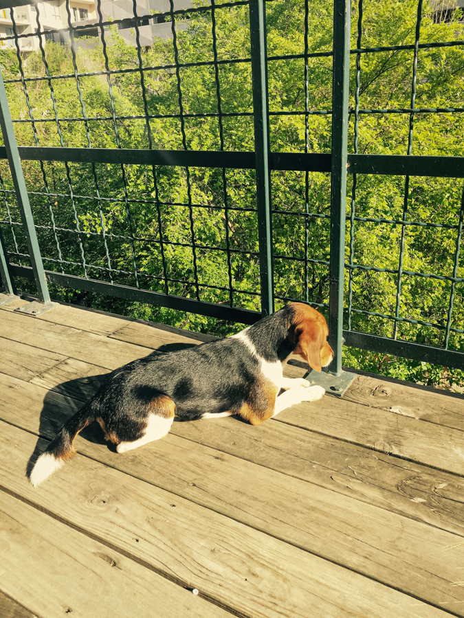 Like Snoopy
