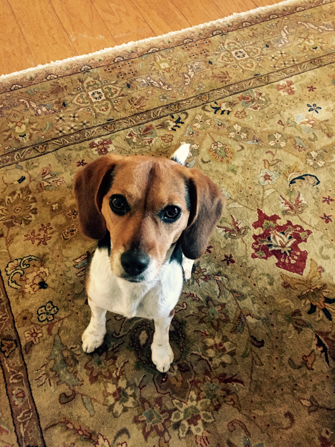 Treat Please
