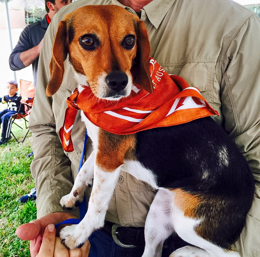 Hook 'em Beagle