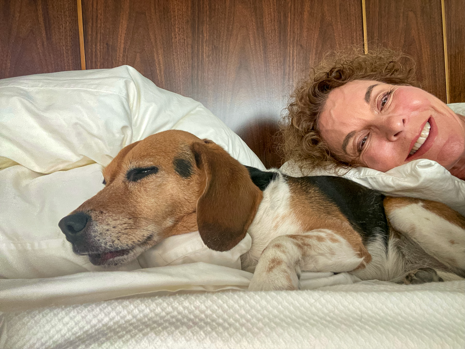 Sleepy Beagle