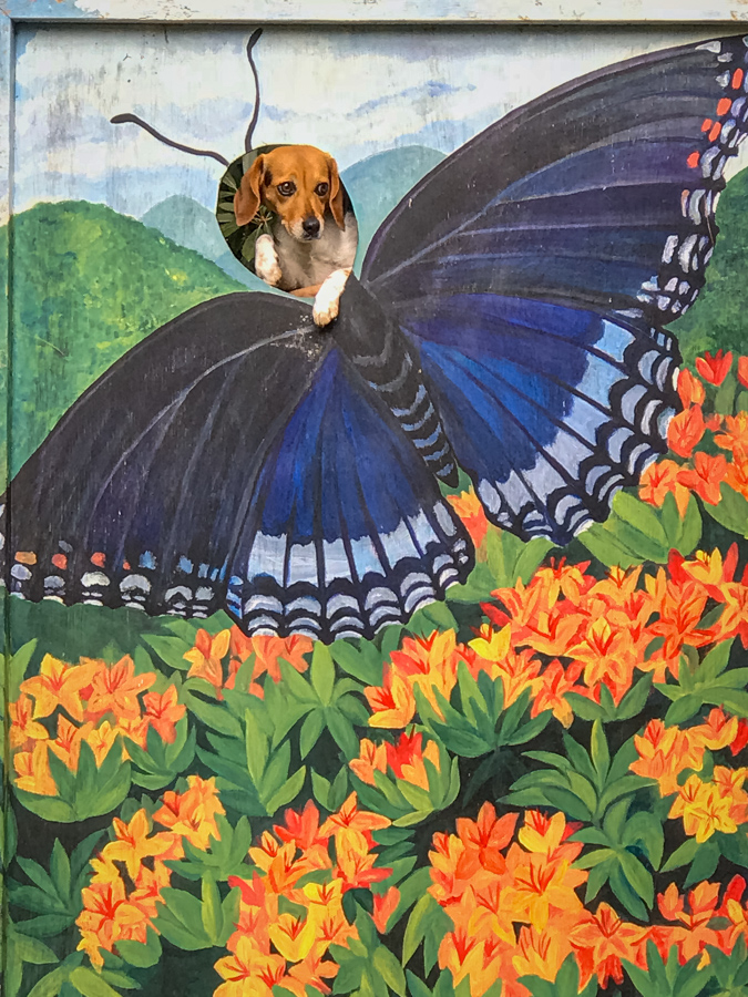 Beagle Butterfly