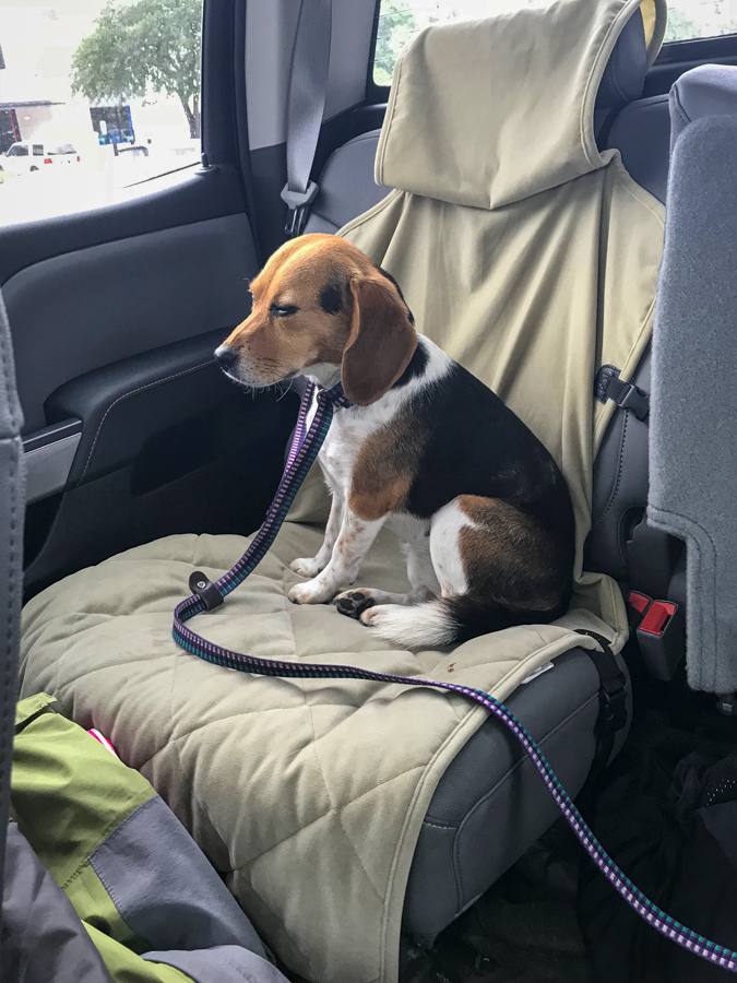 Sleepy Beagle