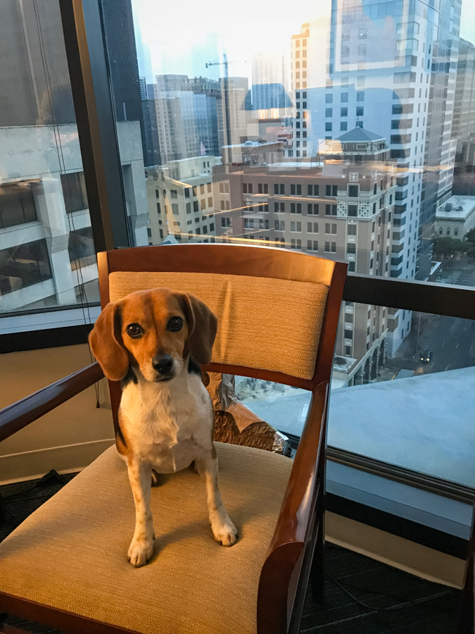 Office Pup