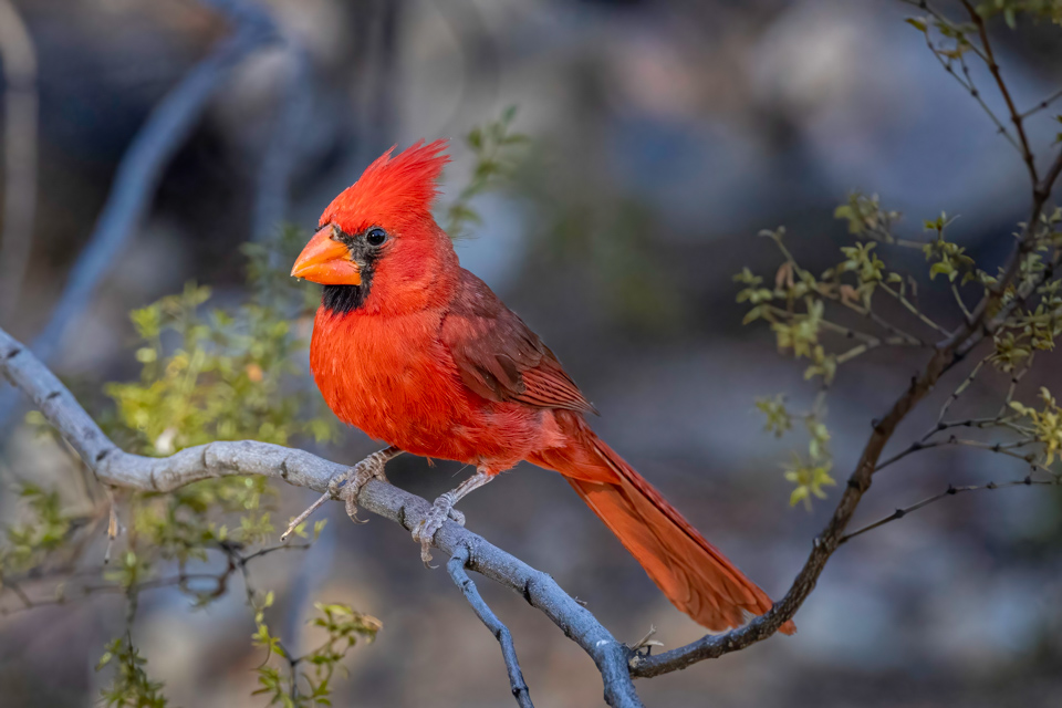 Desert Cardinal 