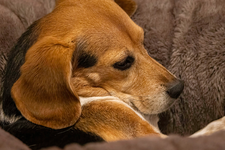 Resting Beagle
