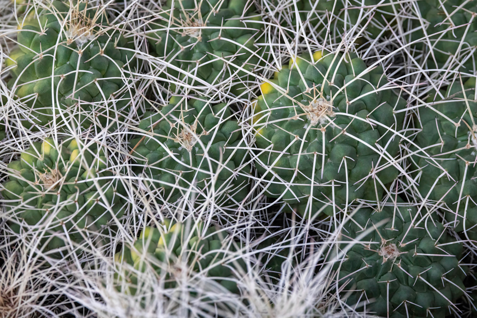 Ground Cactus