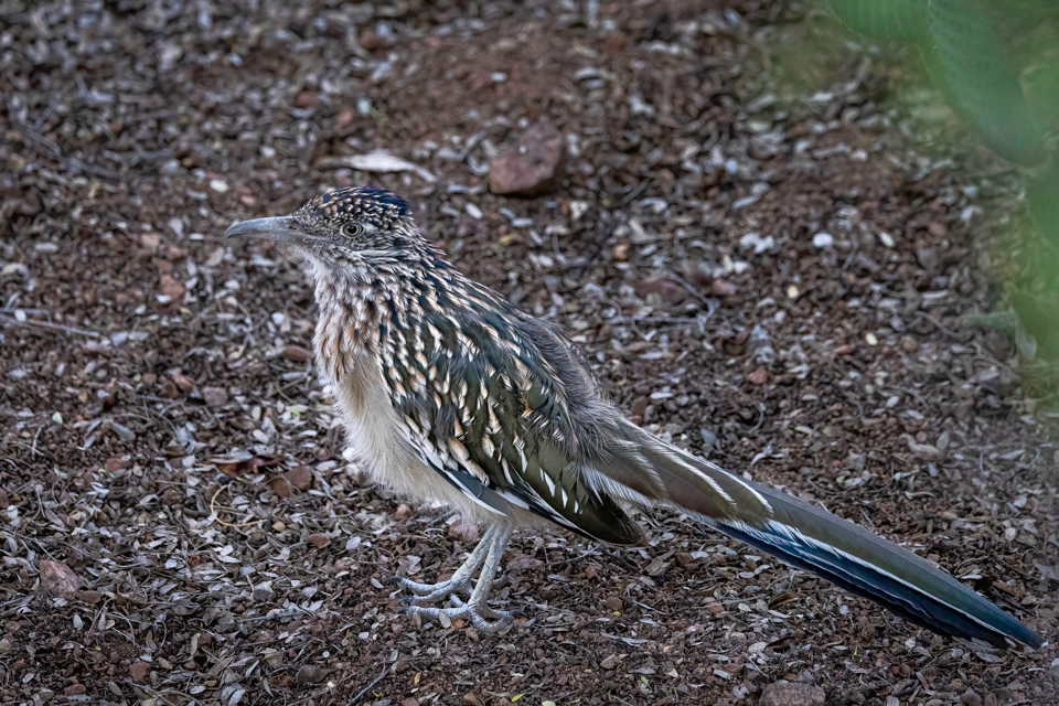 Roadrunner