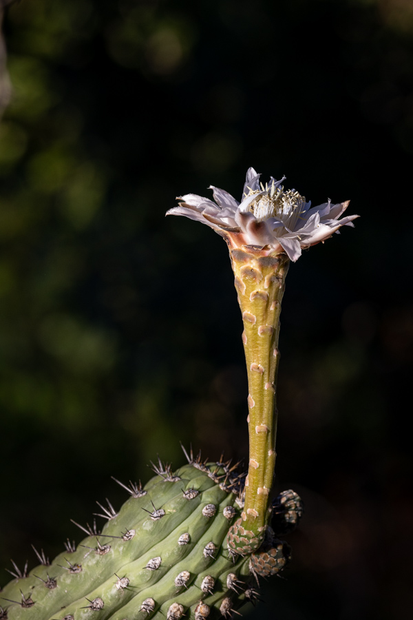 Long Flower