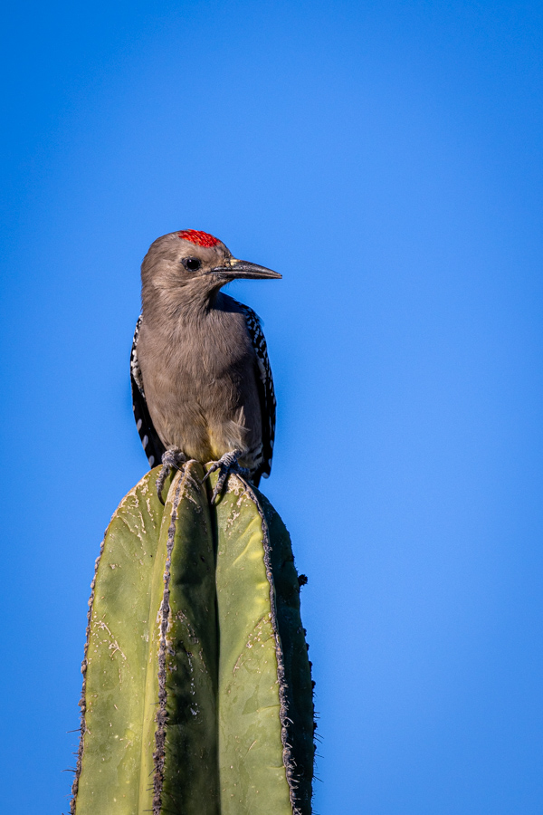 Gila Woodpecker