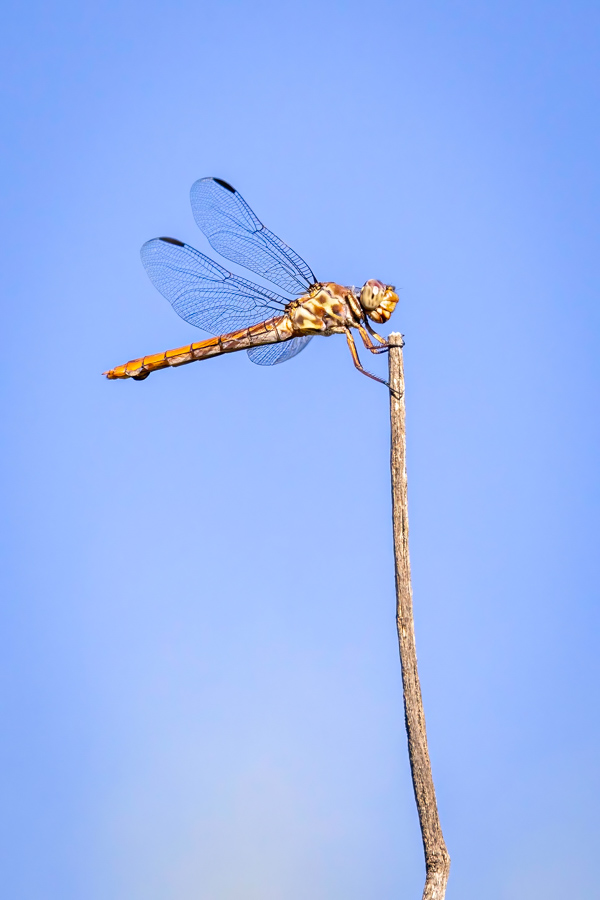 Bug on a Stick