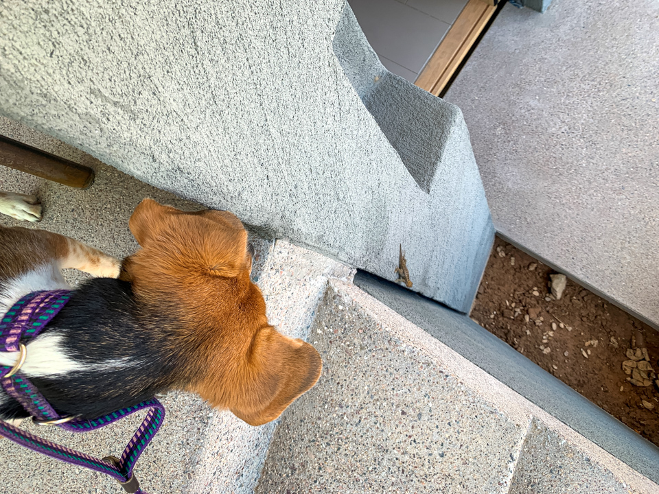 Watching a Lizard
